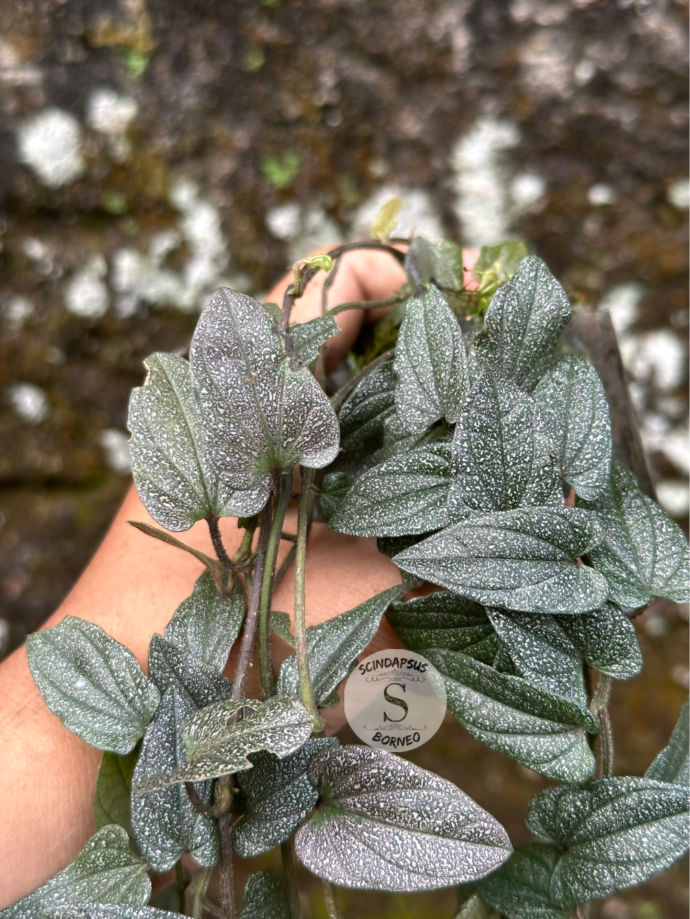 Piper Sp Papua White Galaxy - Scindapsus Borneo