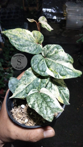 Piper Sylvaticum Variegated - Scindapsus Borneo
