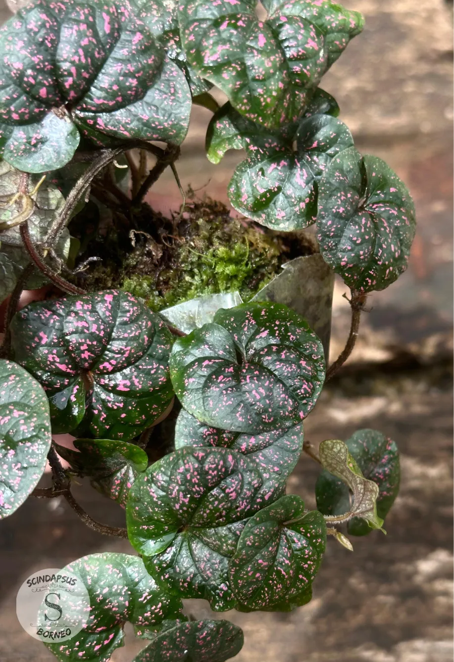Piper Black Pink Sp Papua - Scindapsus Borneo
