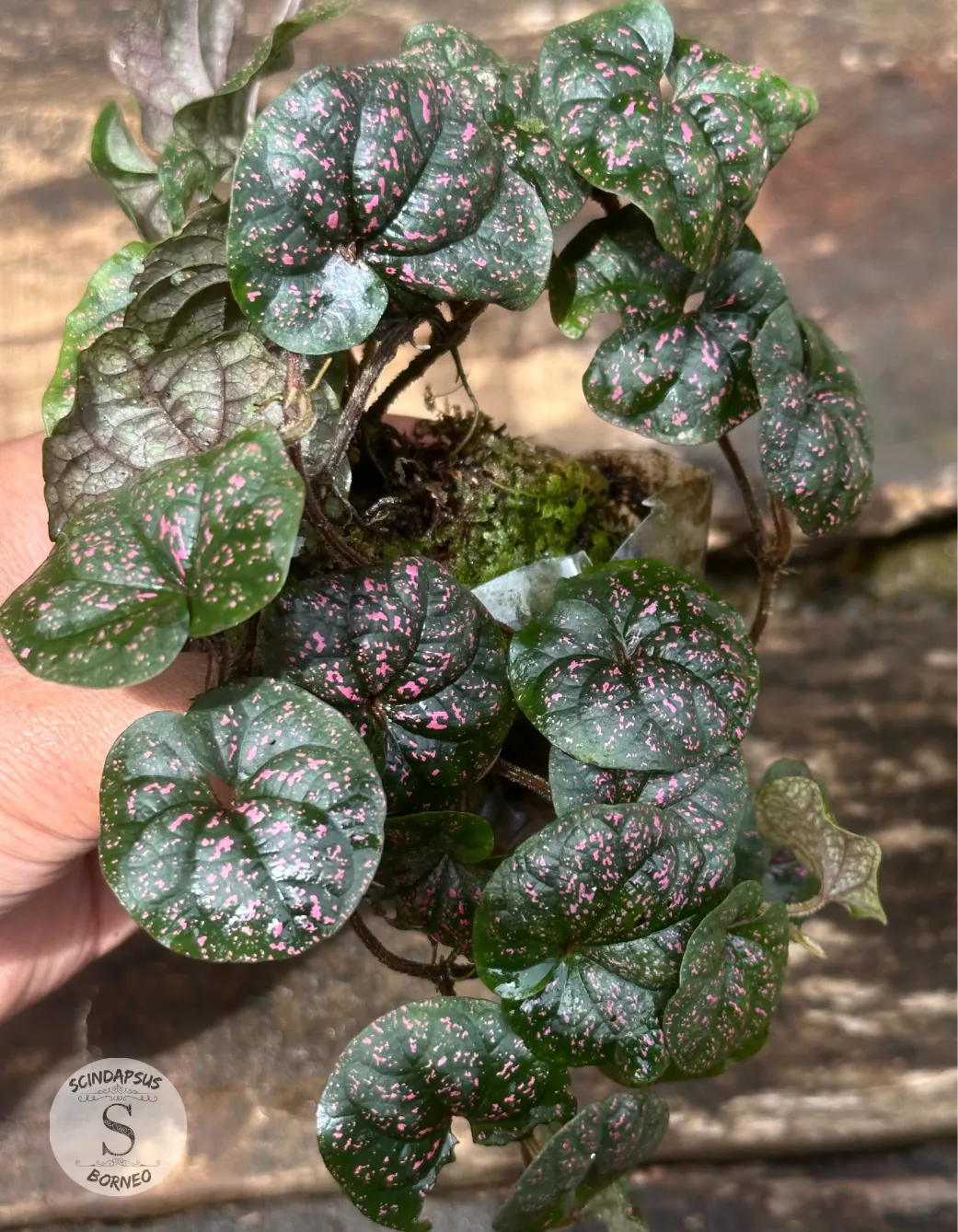 Piper Black Pink Sp Papua - Scindapsus Borneo