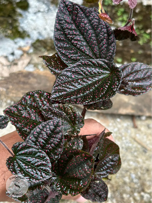 Piper Pink Coral Sp Papua