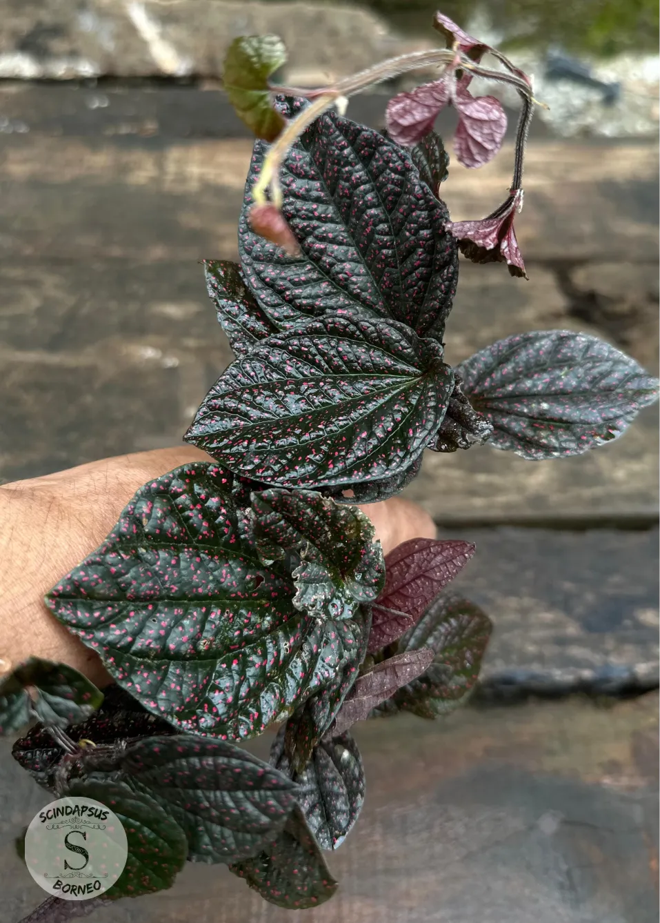 Piper Pink Coral Sp Papua