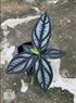 Piper Pramantum - Scindapsus Borneo