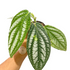 Piper Prematum - Scindapsus Borneo