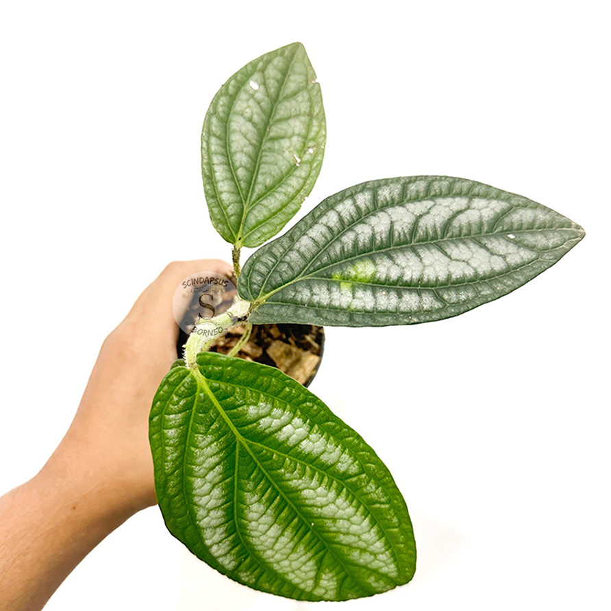 Piper Prematum - Scindapsus Borneo