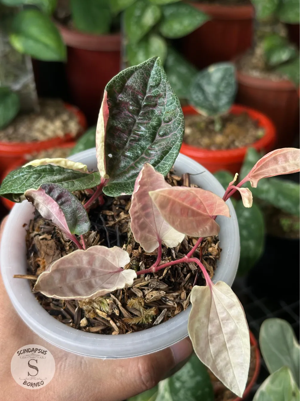 Piper Red Spider Pink Var - Scindapsus Borneo