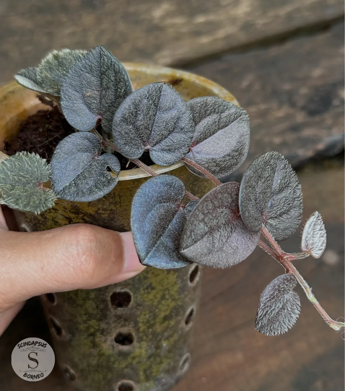 Piper Sp Timika - Scindapsus Borneo