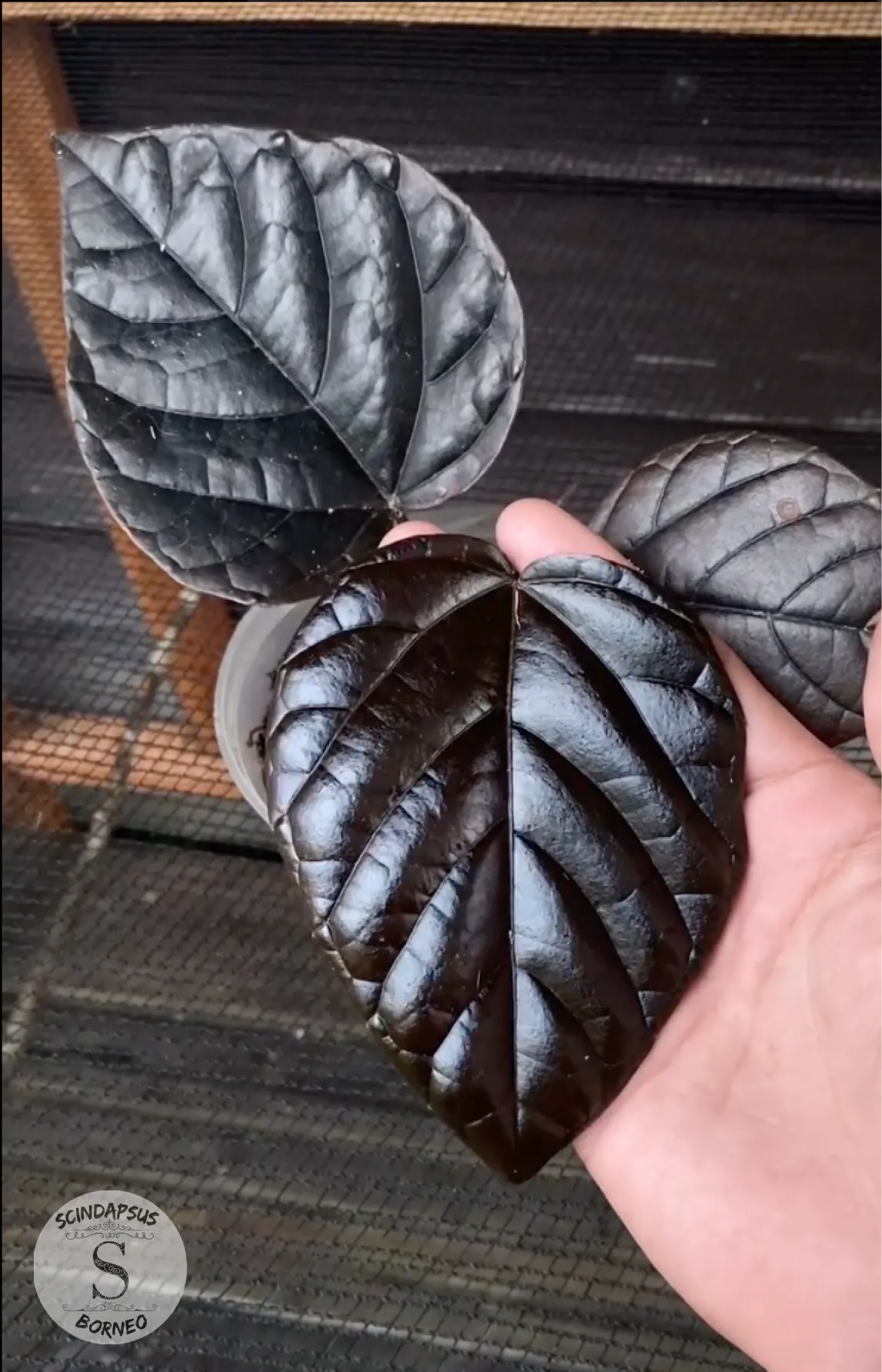 Piper Black - Scindapsus Borneo