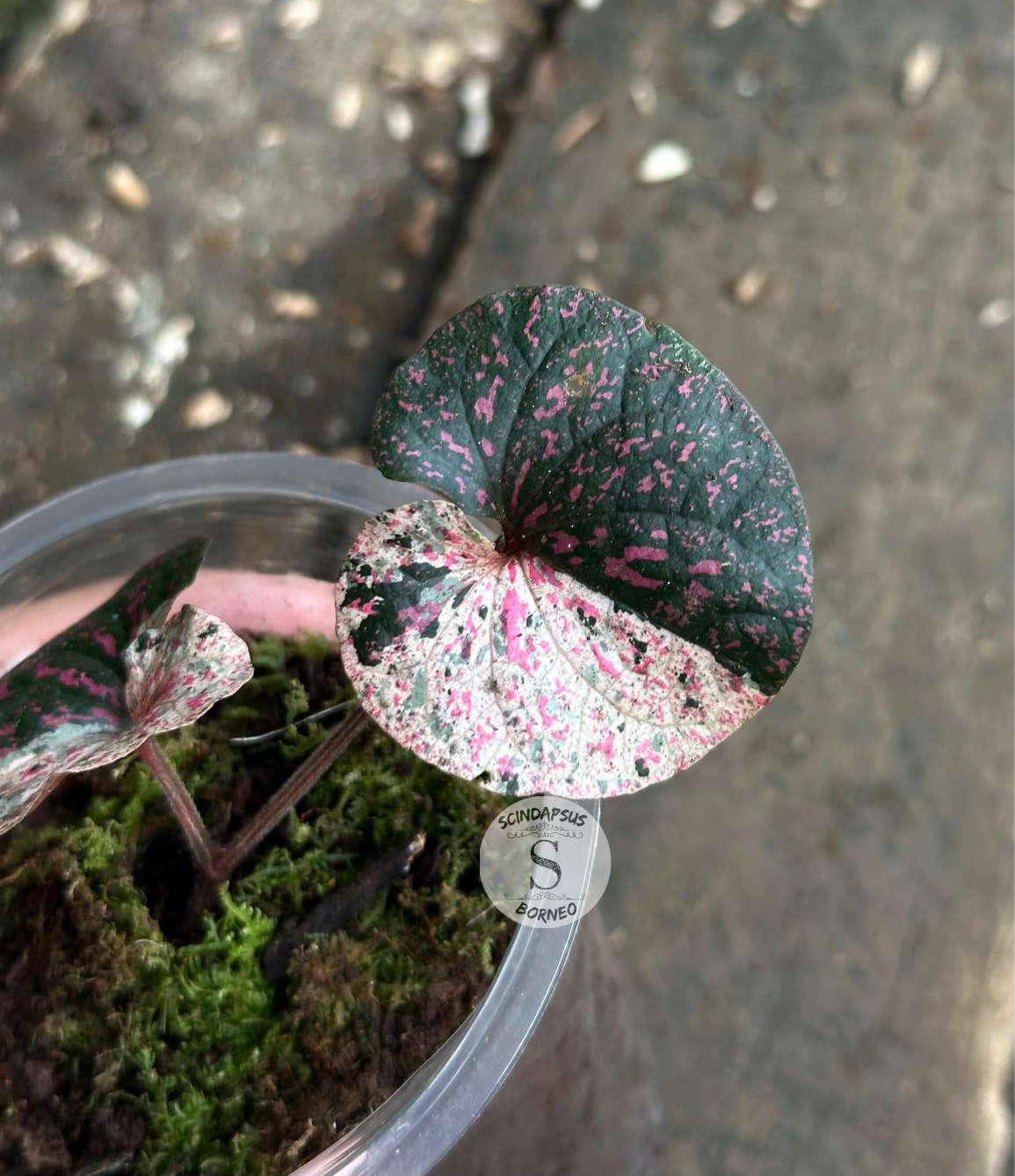 Piper Pink Sp Nabire Papua Variegated - Scindapsus Borneo