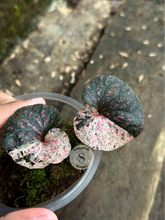 Piper Pink Sp Nabire Papua Variegated - Scindapsus Borneo