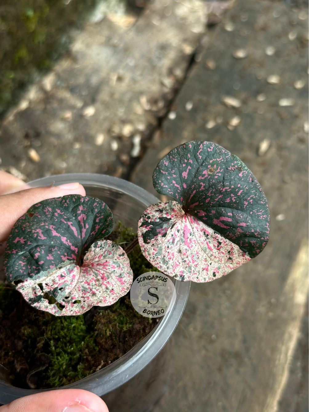 Piper Pink Sp Nabire Papua Variegated - Scindapsus Borneo