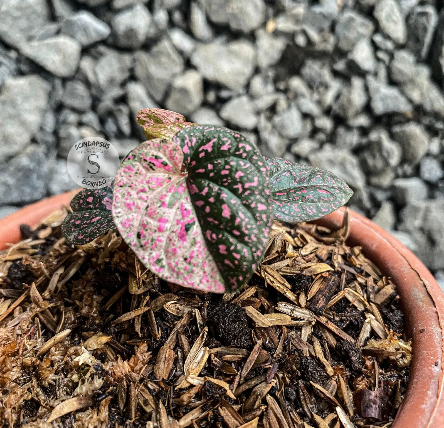 Piper Pink Sp Nabire Papua Variegated - Scindapsus Borneo