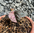 Piper Pink Sp Nabire Papua Variegated - Scindapsus Borneo