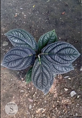 Piper Pramantum - Scindapsus Borneo