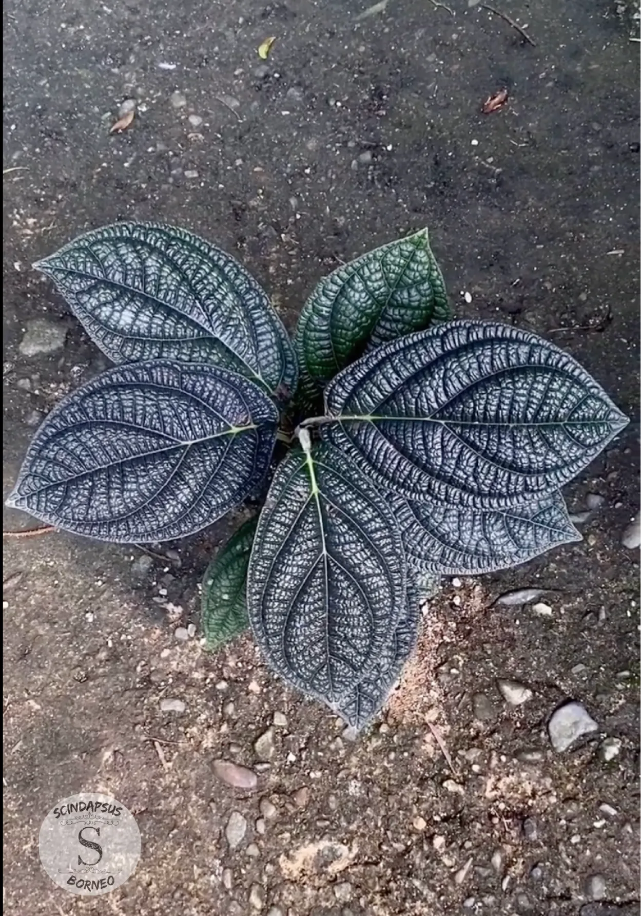 Piper Pramantum - Scindapsus Borneo