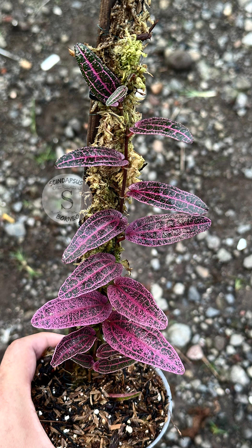 Piper Red Spider Evil Form - Best Selected