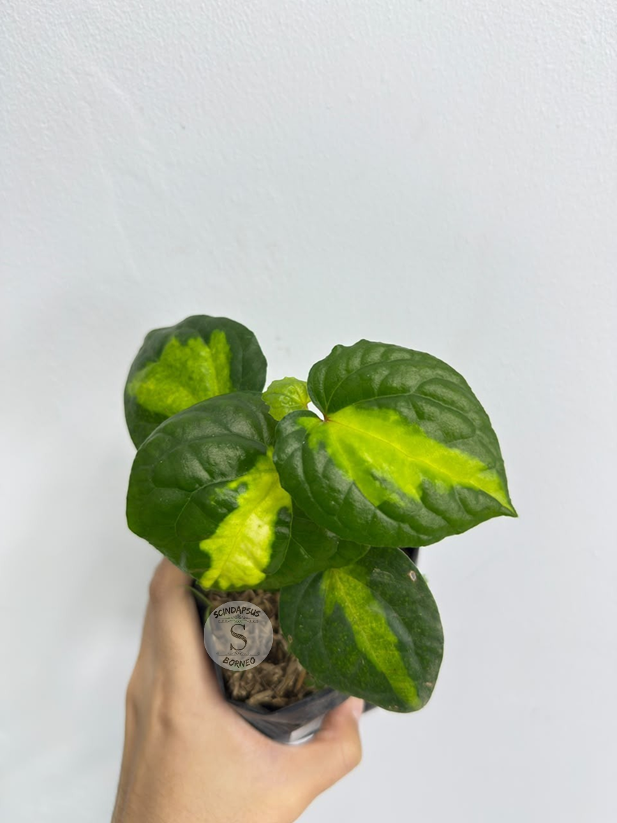 Piper yellow lava - Best Selected