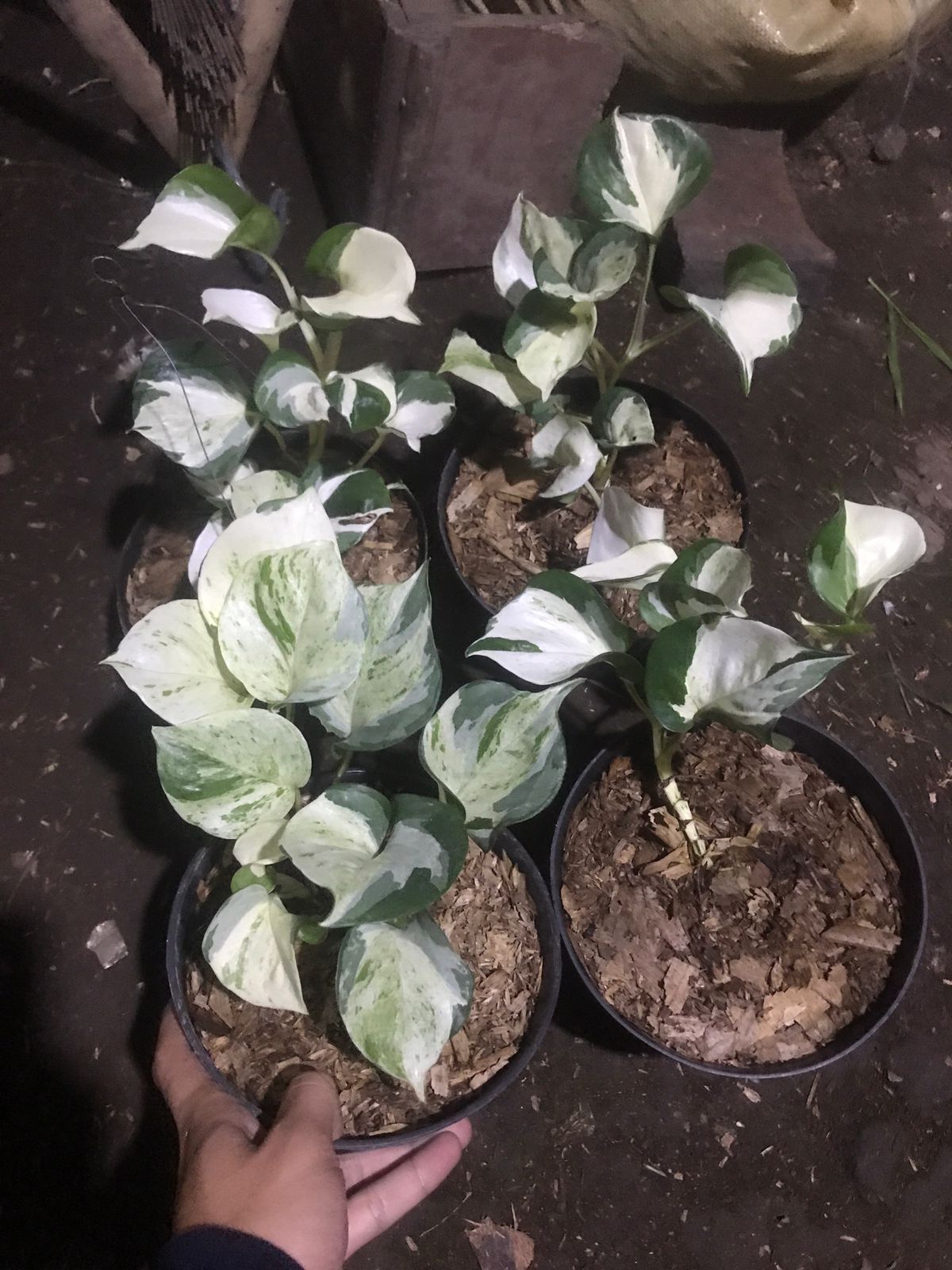 Pothos Manjula - Scindapsus Borneo