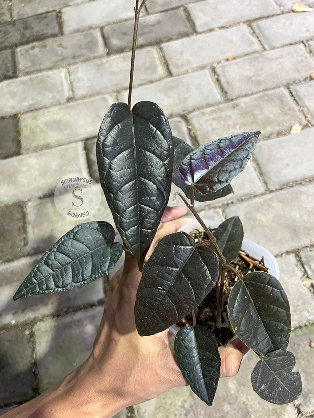 Piper Pterisanthes Sp Narrow - Scindapsus Borneo