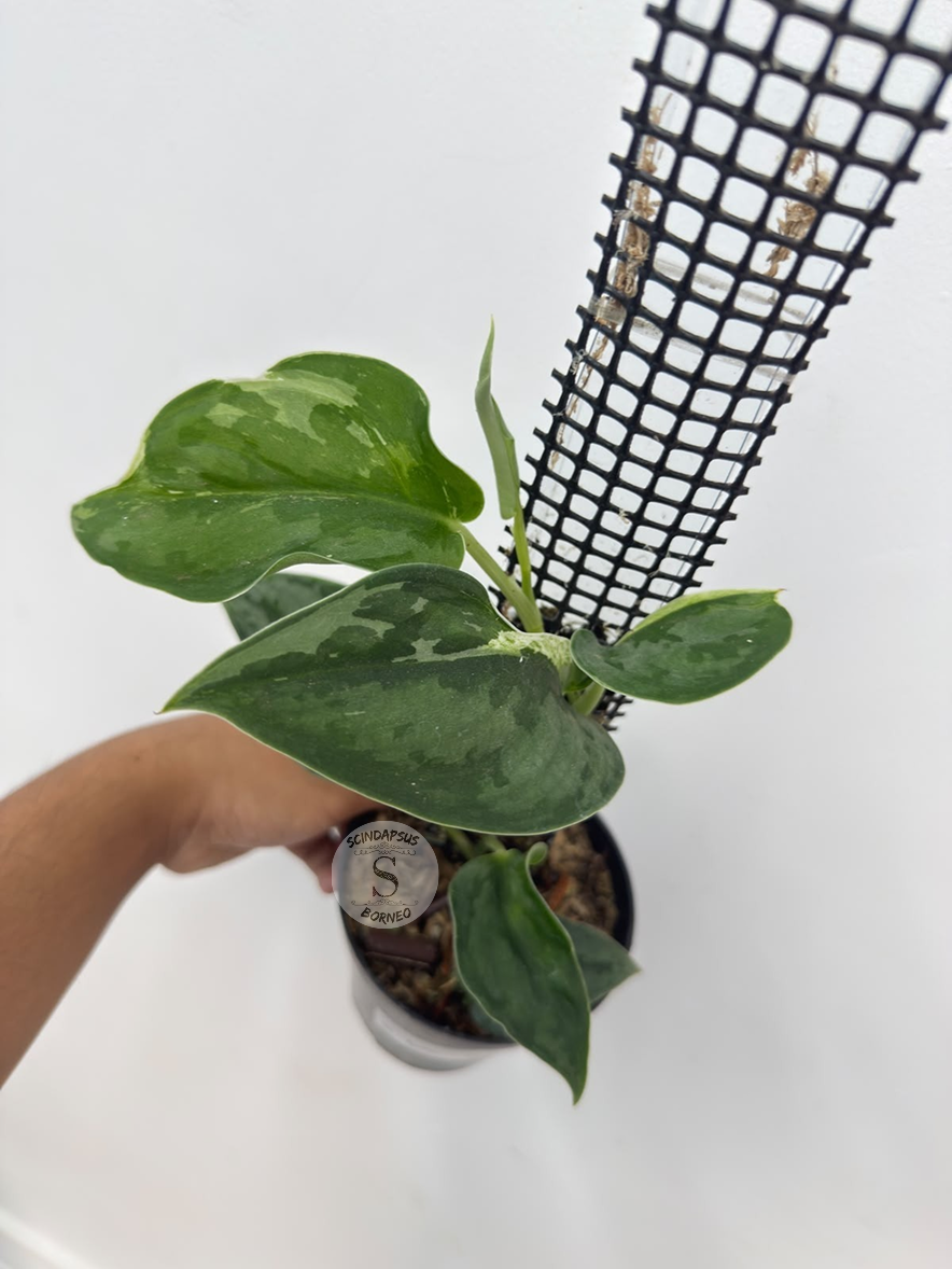 Scindapsus tricolor dark manalak - Best Selected