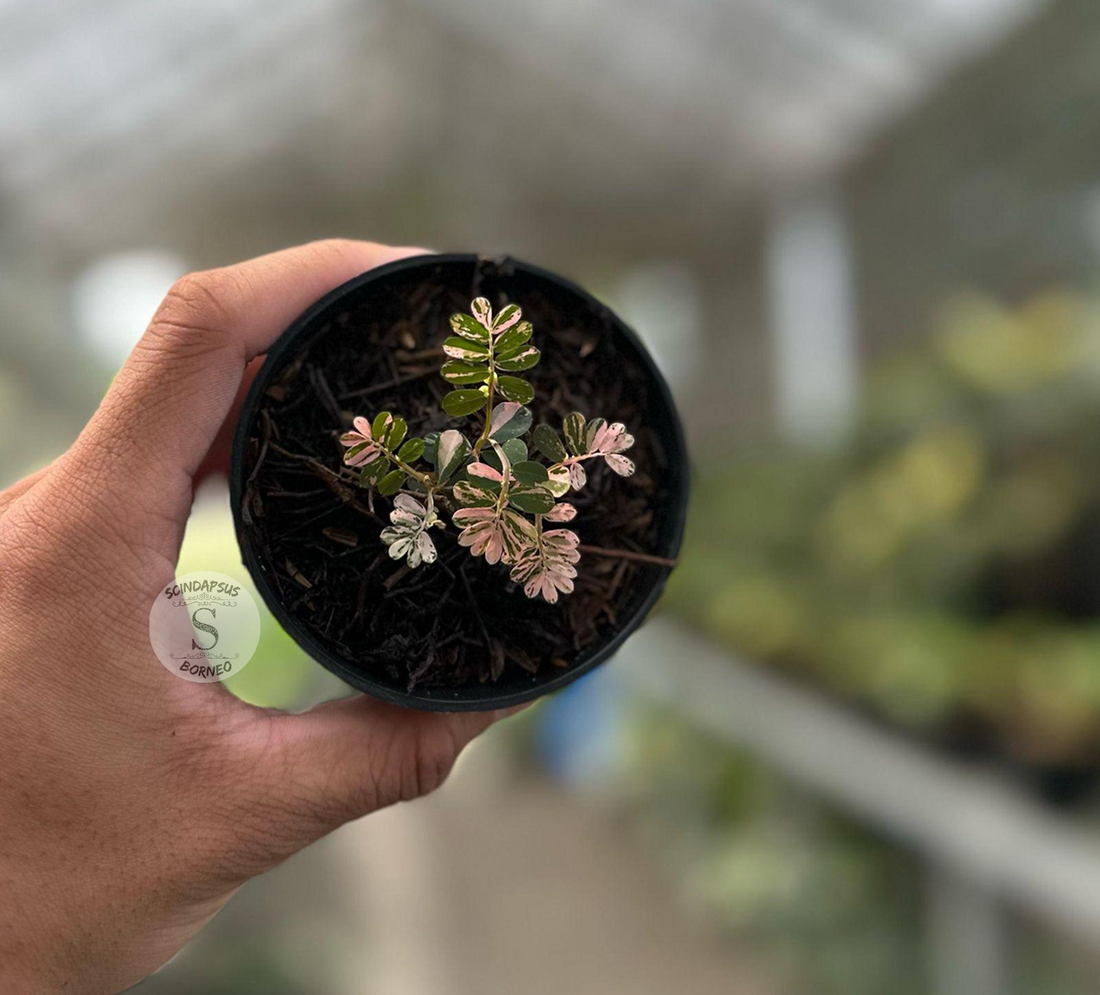 Pylantus Var Pink - Scindapsus Borneo