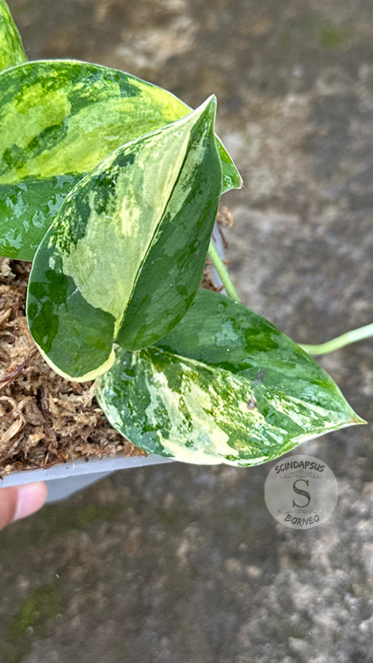 Scindapsus Silver Knight No Id - Best Selected - Scindapsus Borneo