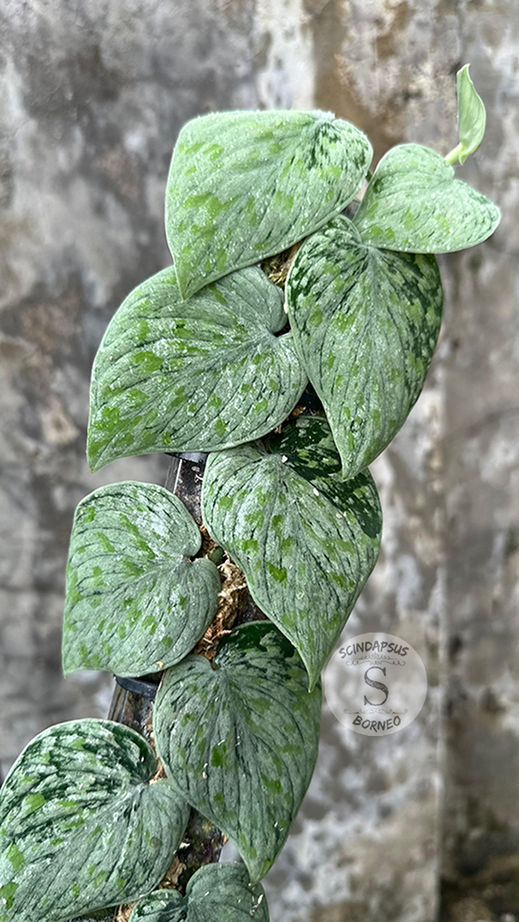 Scindapsus Snow Flex Mutation - Best Selected - Scindapsus Borneo