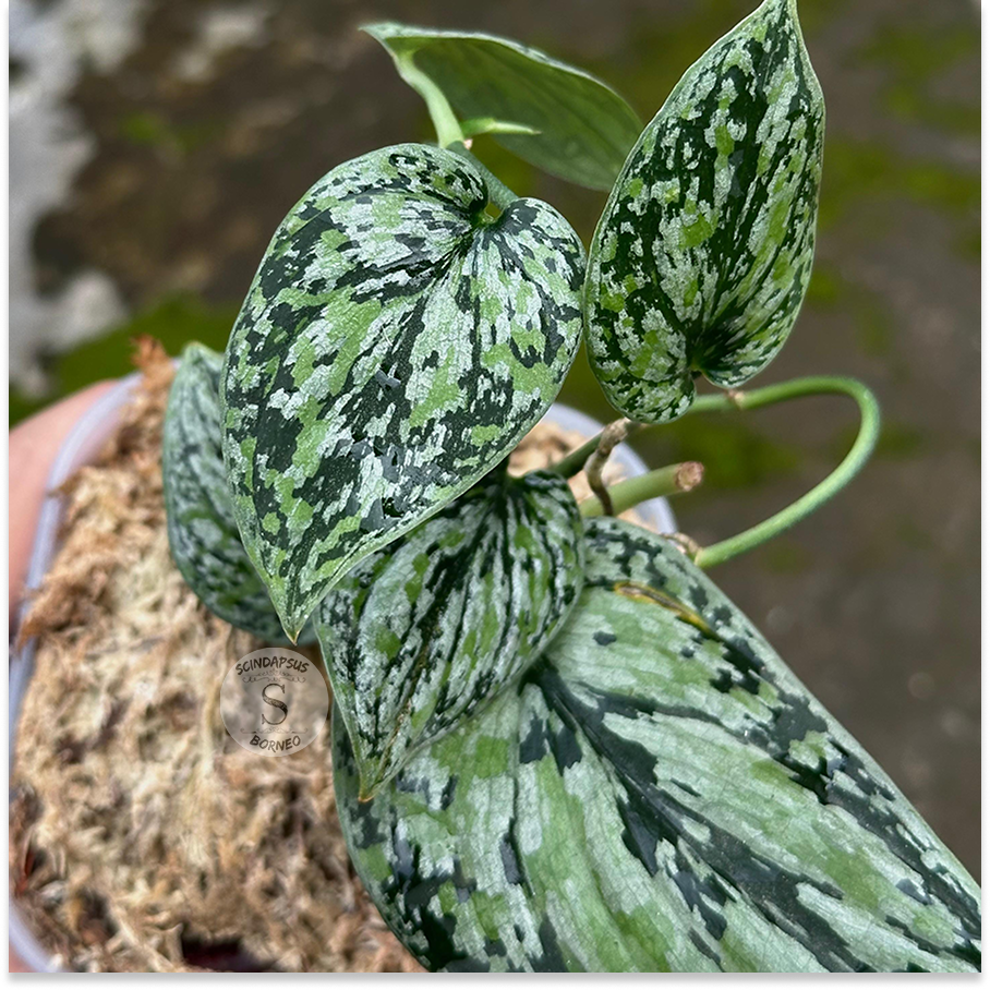 Scindapsus Tricollor - Best Selected - Scindapsus Borneo