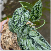 Scindapsus Tricollor - Best Selected - Scindapsus Borneo