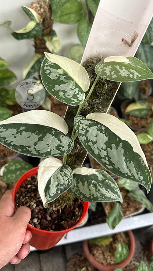 Scindapsus Simbara - Best Selected - Scindapsus Borneo
