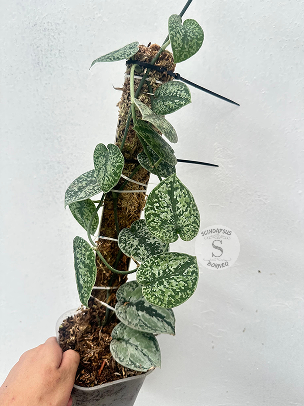 Scindapsus Tricolor Silver Platinum - Best Selected - Scindapsus Borneo