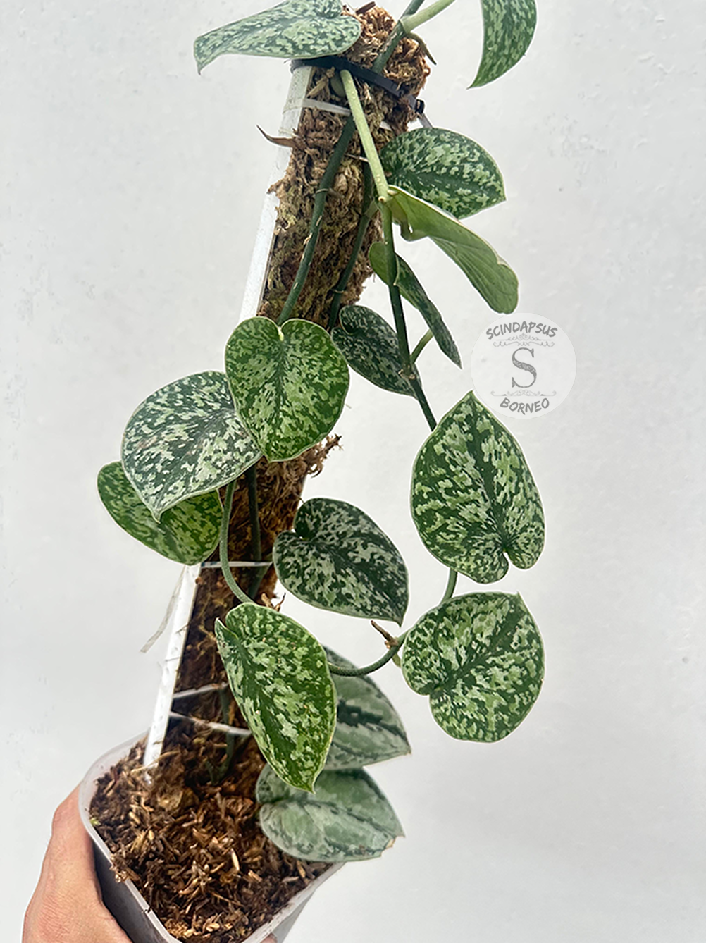 Scindapsus Tricolor Silver Platinum - Best Selected - Scindapsus Borneo