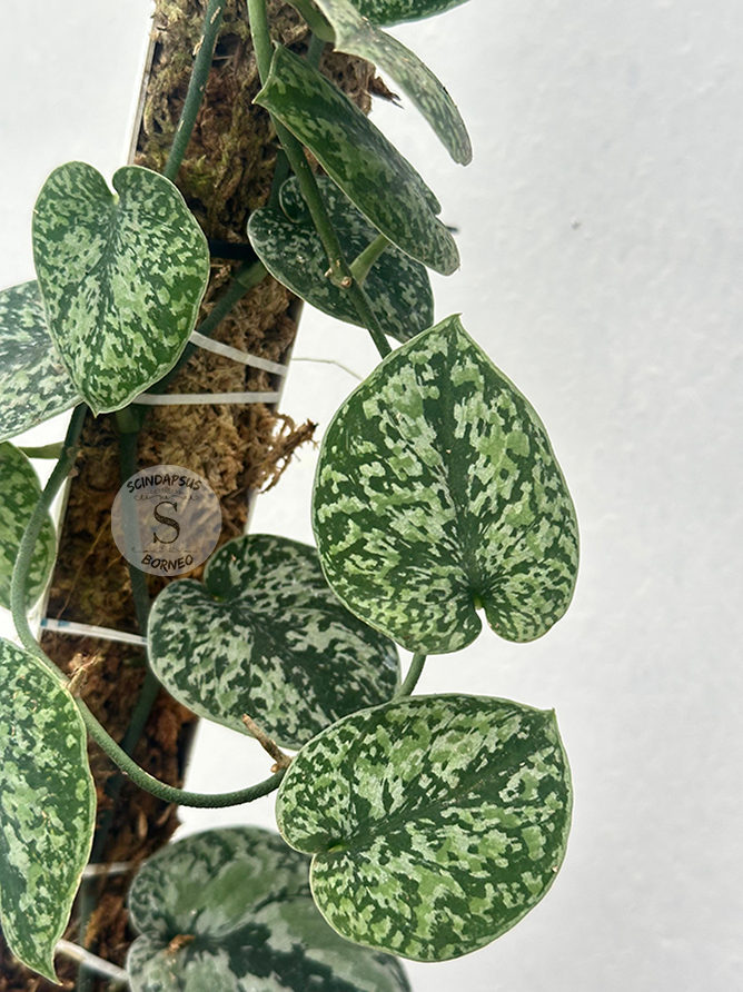 Scindapsus Tricolor Silver Platinum - Best Selected