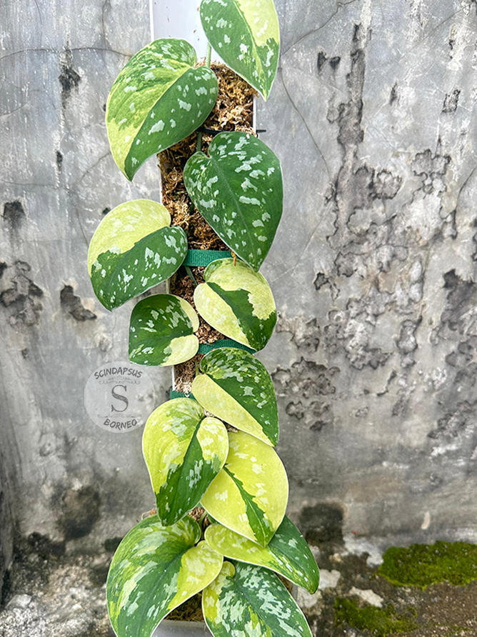 Scindapsus Zeon - Best Selected - Scindapsus Borneo
