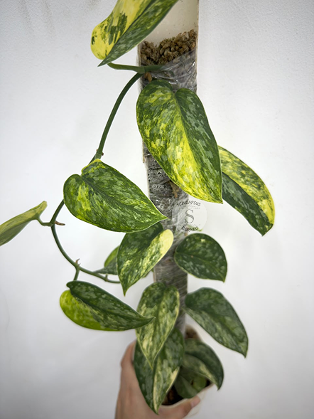 Scindapsus Rajatapura - Best Selected
