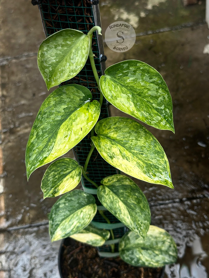 Scindapsus Rajatapura Tricolor Choice 3 - Best Selected