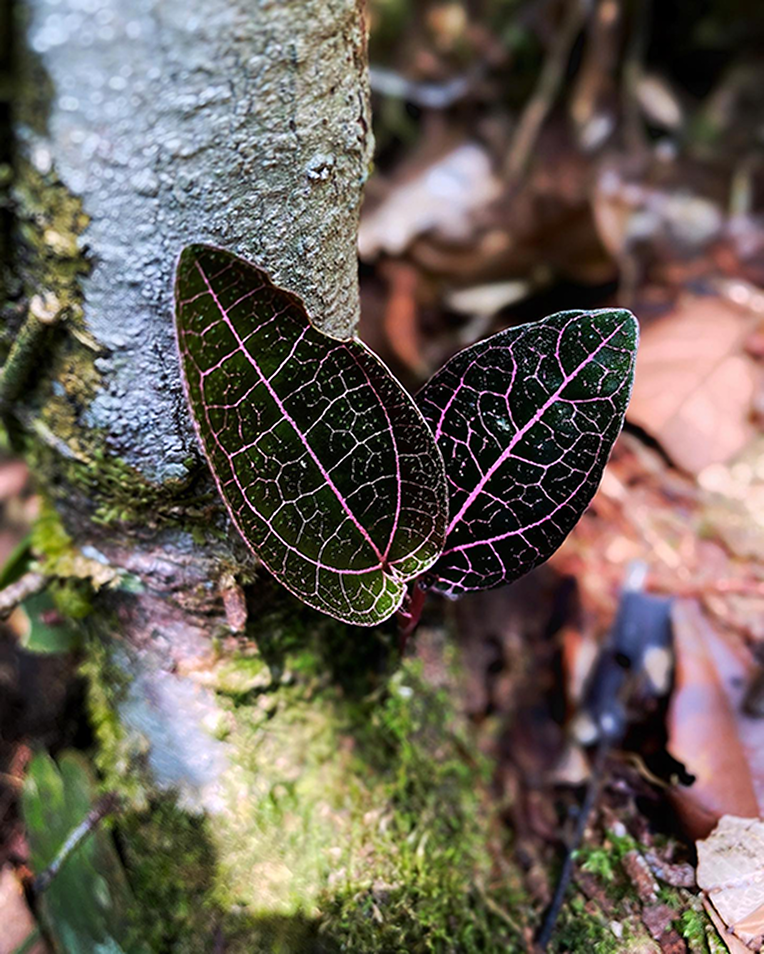 Red Piper Sp Borneo - Scindapsus Borneo