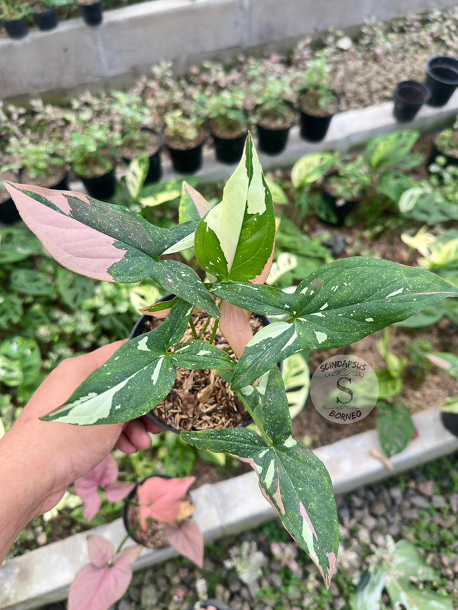 Syngonium Red Spot Tricolor