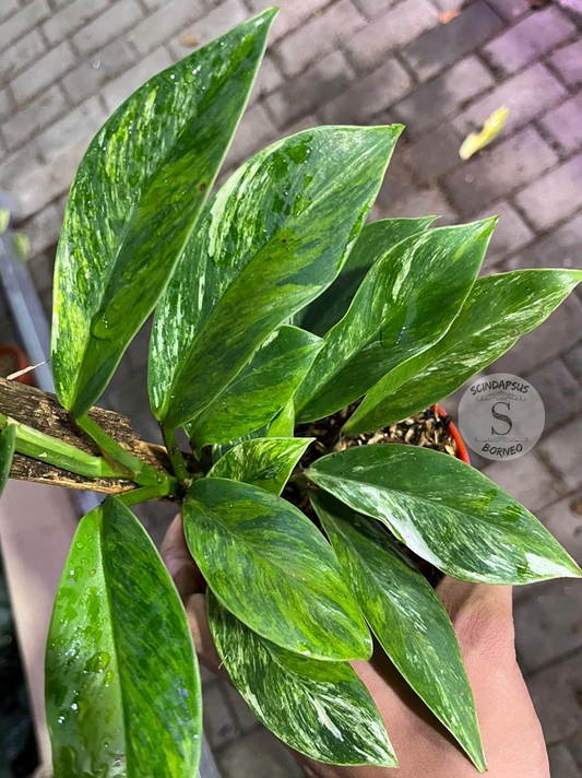 Rhaphidophora Eliftifolia Variegata Green On Green Tricolor - Best Selected