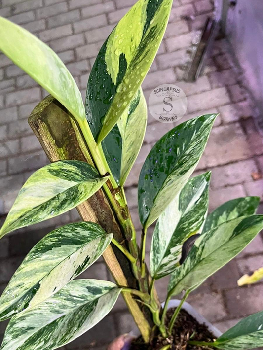 Rhaphidophora Eliftifolia Variegata White Marble Tricolor - Best Selected