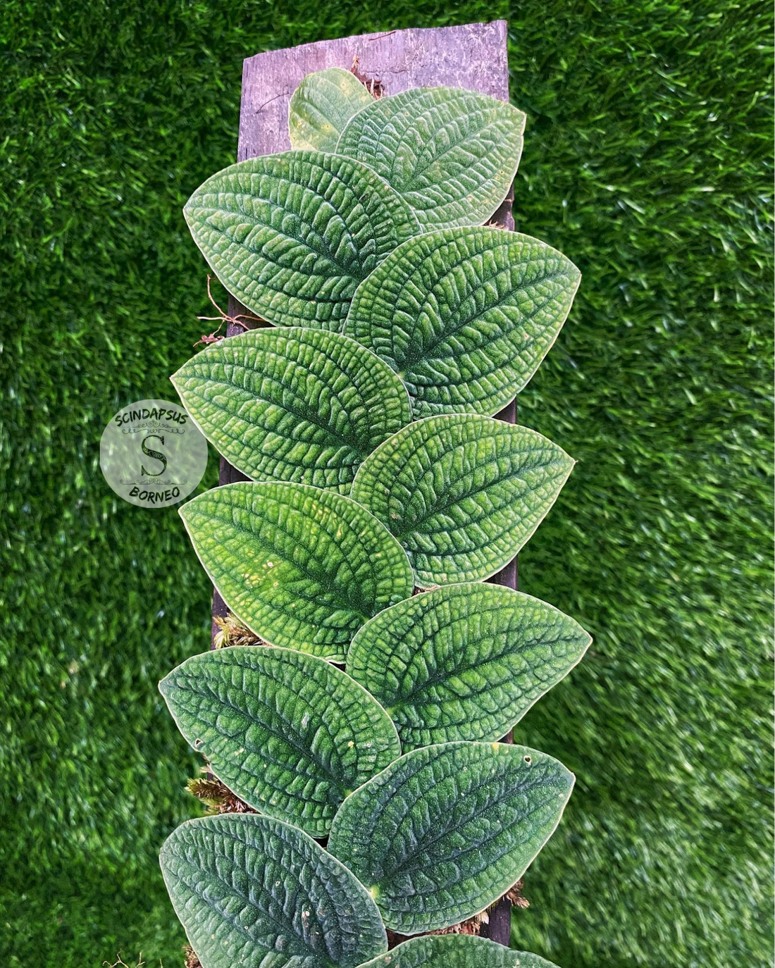Rhaphidophora Tenuis Silver - Scindapsus Borneo