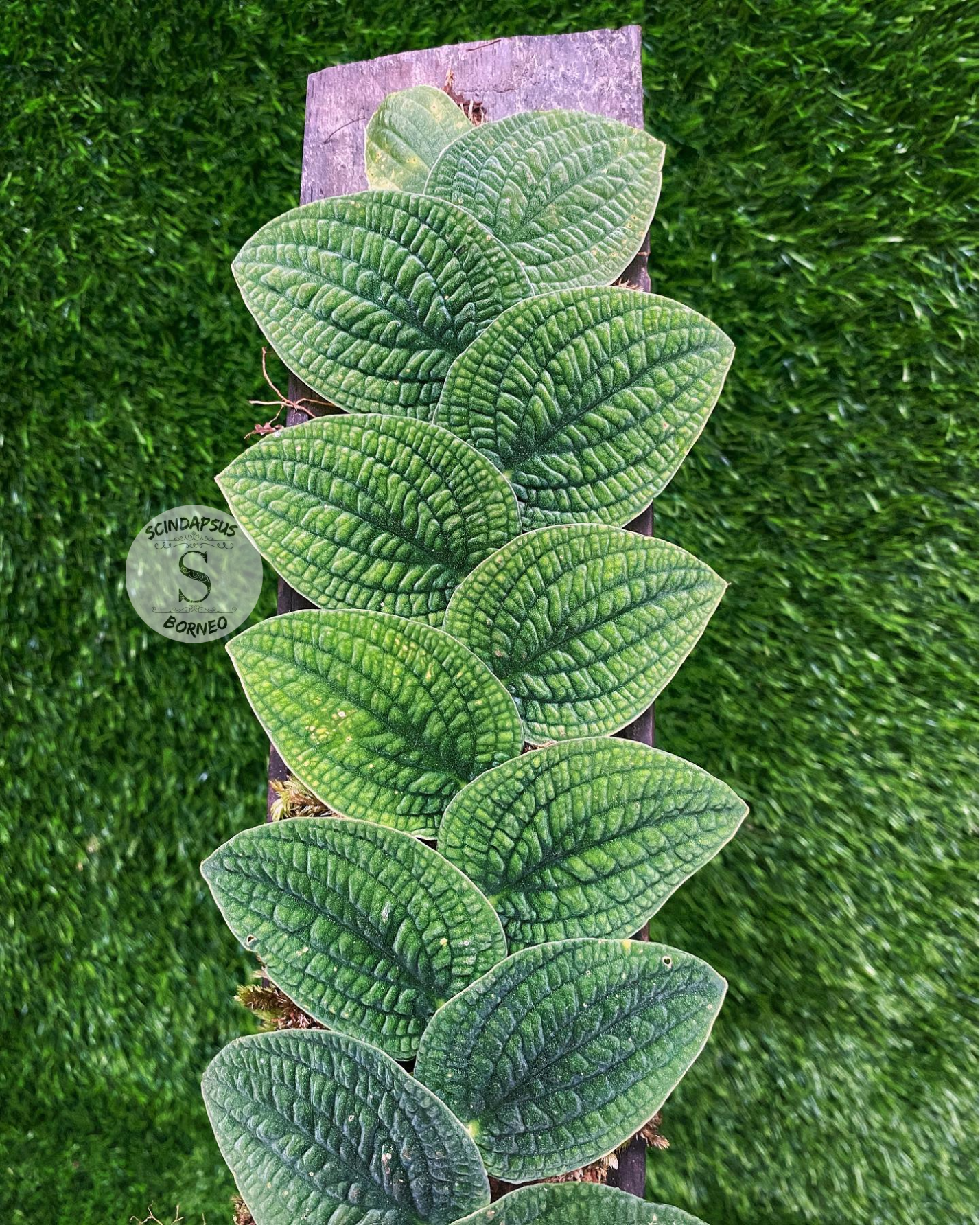 Rhaphidophora Tenuis Silver