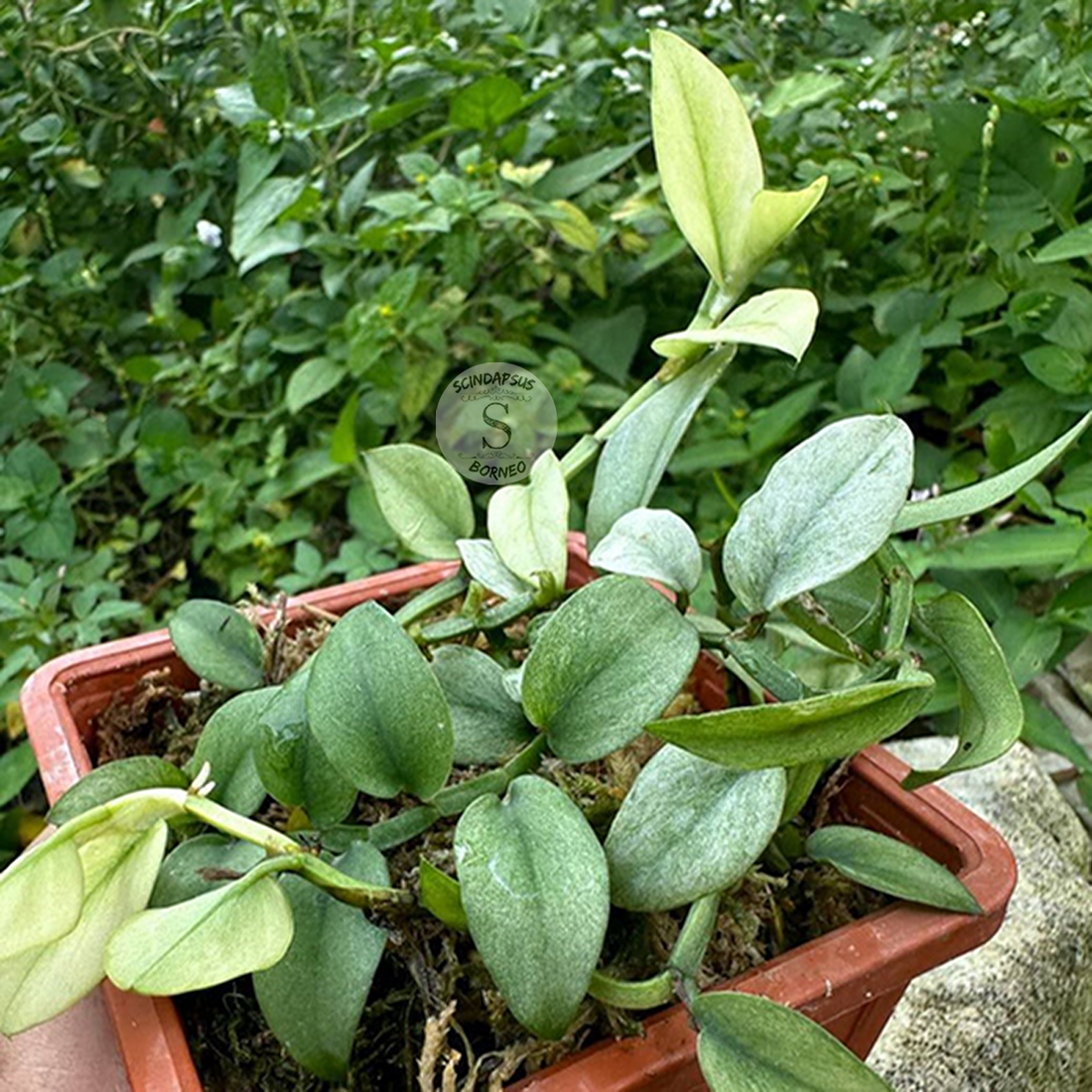 Rhaphidophora Elyftifolia Mint Marble - Scindapsus Borneo