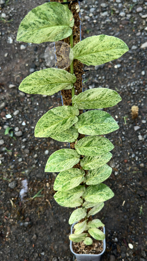 Rhaphidophora Korthalsi - Best Selected