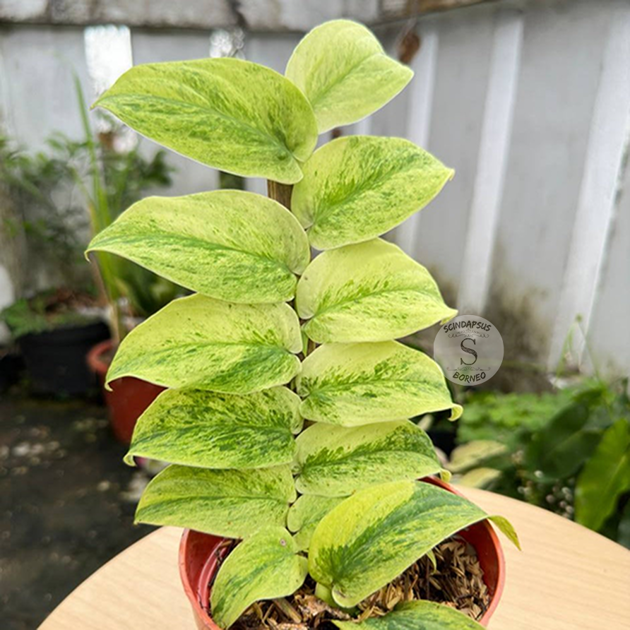 Rhaphidophora Korthalsi Variegated - Scindapsus Borneo