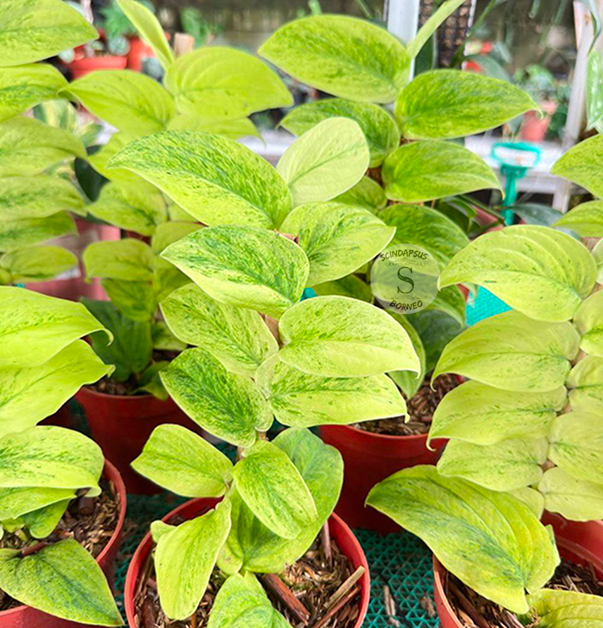 Rhaphidophora Korthalsi Variegated - Scindapsus Borneo