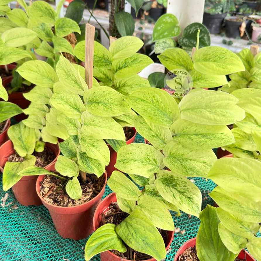 Rhaphidophora Korthalsi Variegated - Package 30x