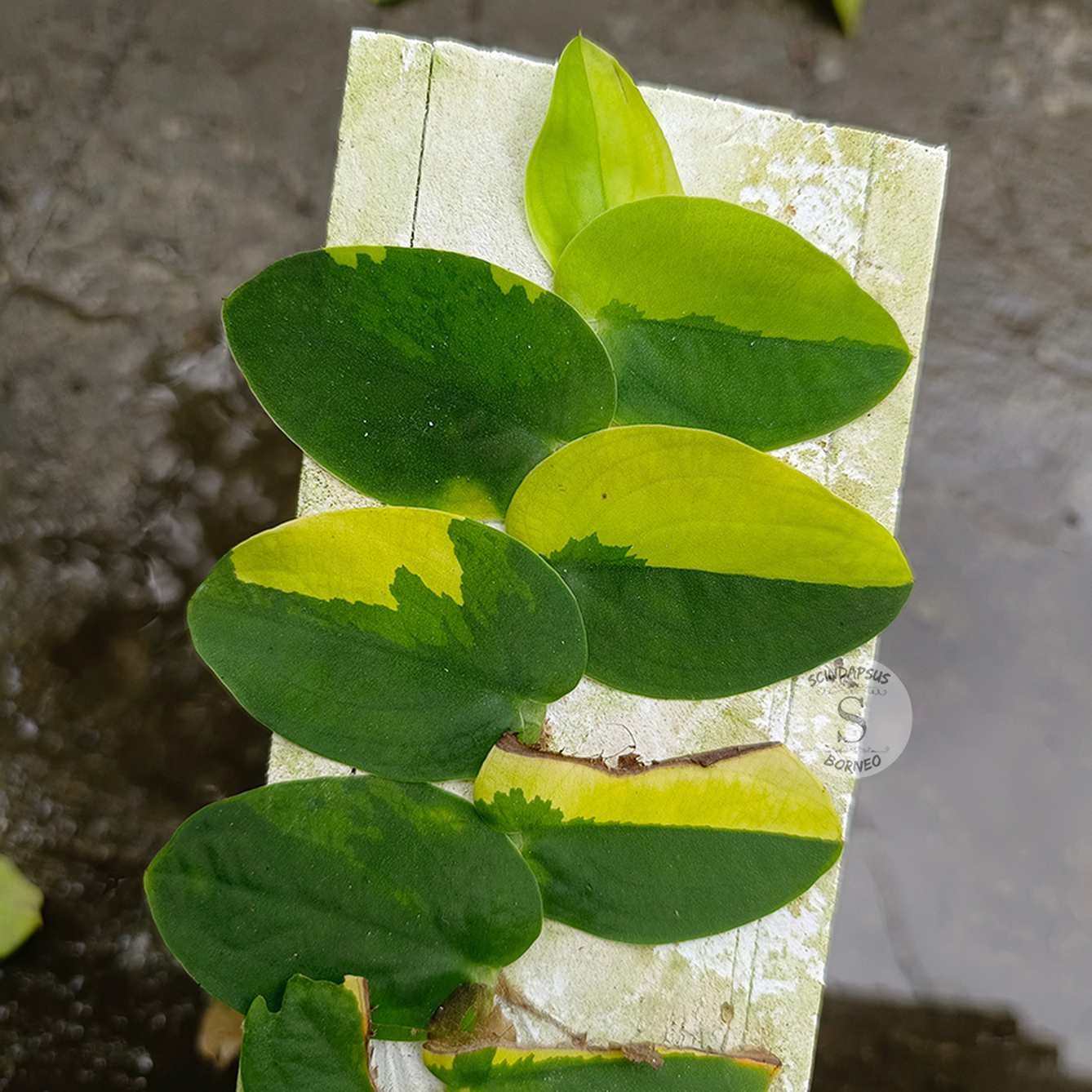 Rhaphidophora Korthalsii Variegated Aurea