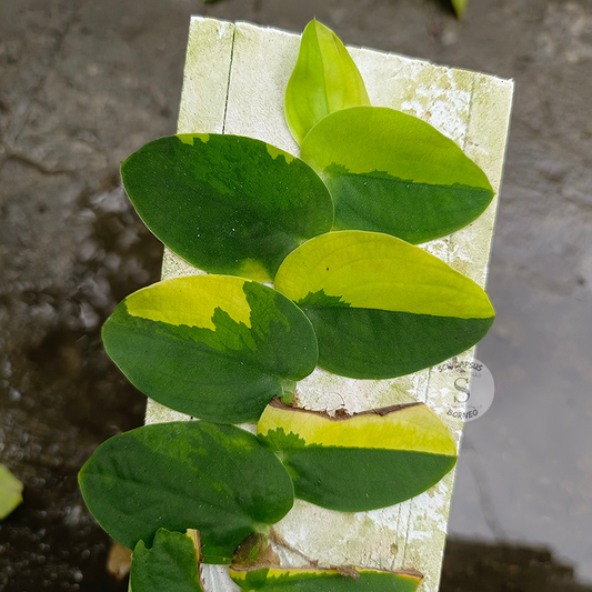 Rhaphidophora Korthalsii Variegated Aurea