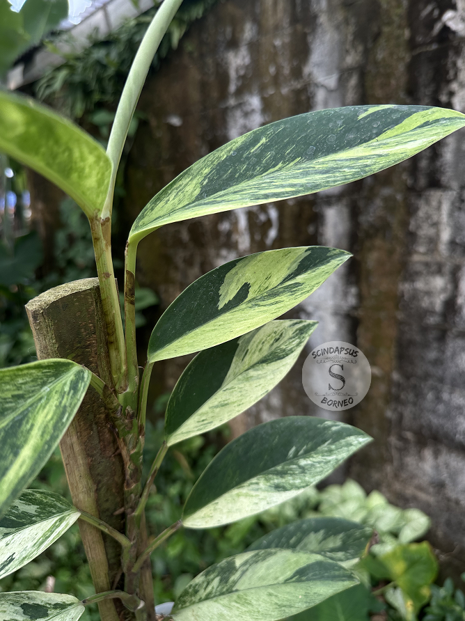 Rhaphidophora Elliptifolia White Marble - Best Selected - Scindapsus Borneo